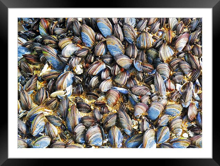 Mussels Framed Mounted Print by Mike Gorton