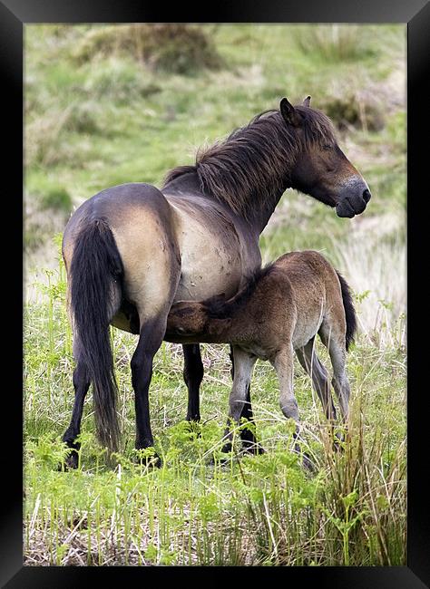 Exmoor Pony Foal Suckling Framed Print by Mike Gorton