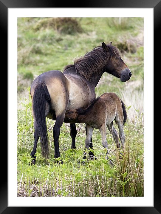 Exmoor Pony Foal Suckling Framed Mounted Print by Mike Gorton