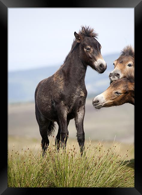 Curious Exmoor Pony Foals Framed Print by Mike Gorton