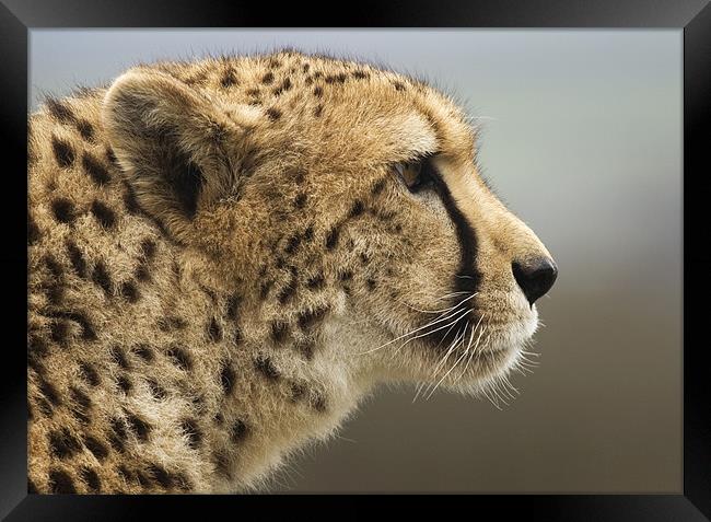 Cheetah Head profile Framed Print by Mike Gorton