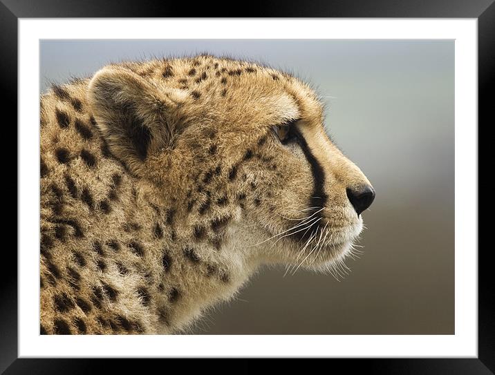 Cheetah Head profile Framed Mounted Print by Mike Gorton