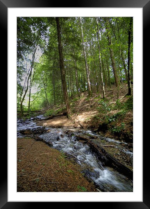 Forest Stream Framed Mounted Print by Mike Gorton