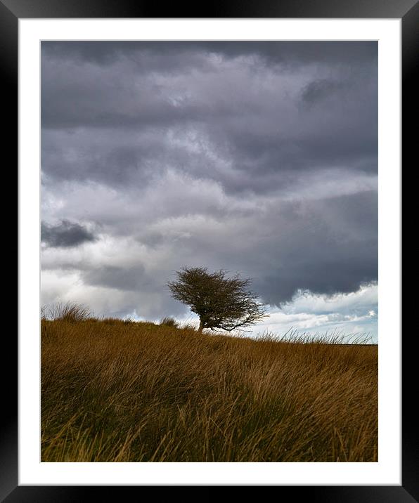 Lonely Tree on Exmoor Framed Mounted Print by Mike Gorton