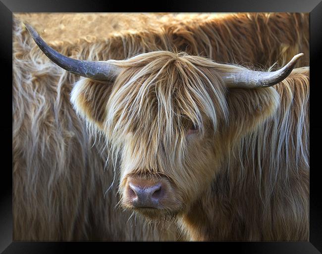 Face to Face With a Horny Cow Framed Print by Mike Gorton