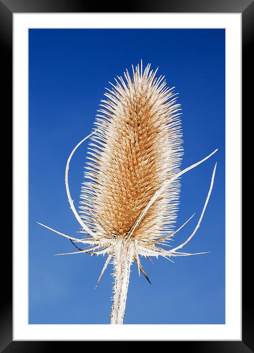 Teasel Framed Mounted Print by Mike Gorton