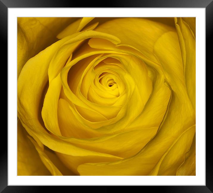 Yellow Rose Framed Mounted Print by Mike Gorton