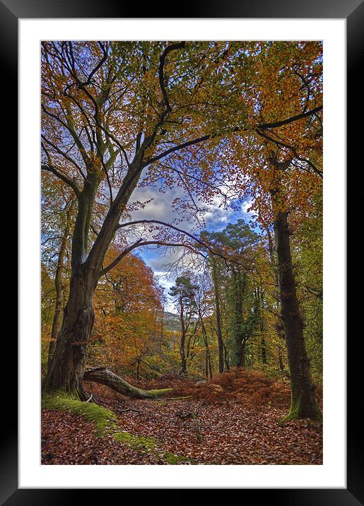 Autumn In The Woods Framed Mounted Print by Mike Gorton