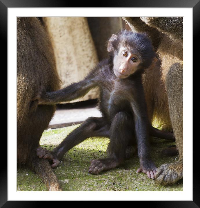 Adorable Baby Baboon Framed Mounted Print by Mike Gorton