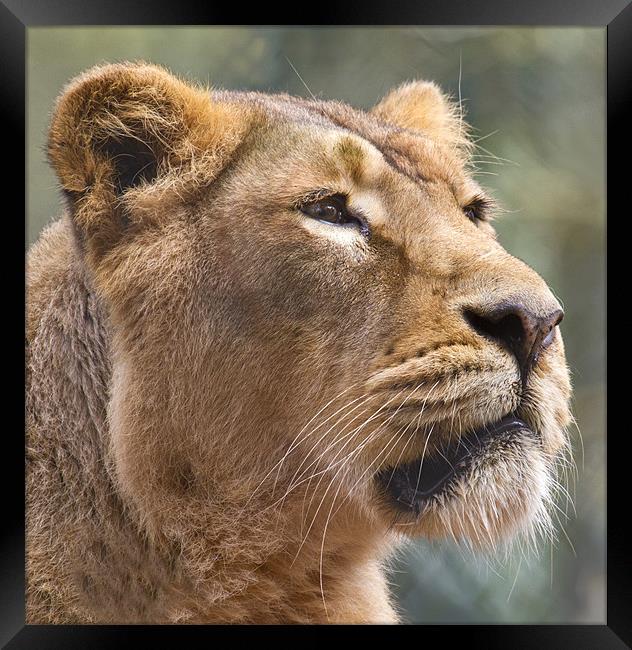 Lioness head close up Framed Print by Mike Gorton