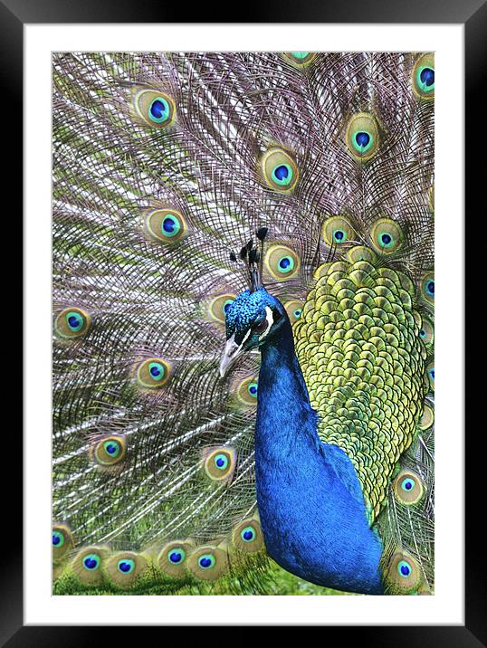 Peacock Framed Mounted Print by Mike Gorton