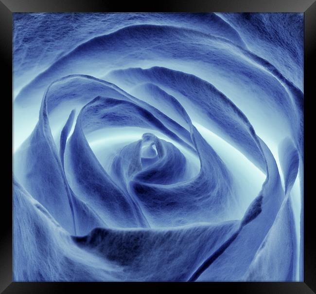 Blue Rose Framed Print by Mike Gorton