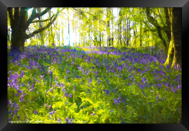 Bluebell Dawn Framed Print by Shaun White