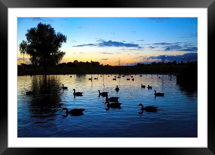 Blackheath Duck Pond at sunset Framed Mounted Print by Stephanie Chapman