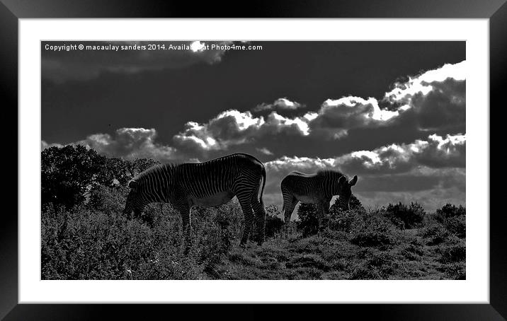 zebras grazing Framed Mounted Print by macaulay sanders