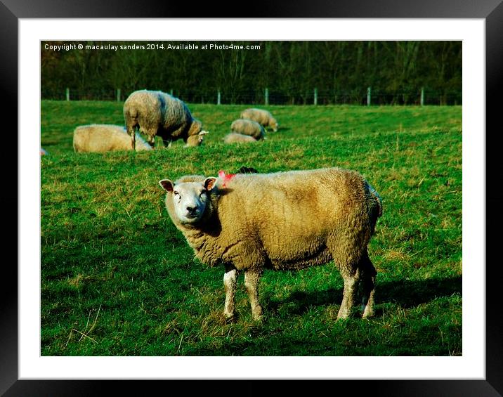 Sheep posing Framed Mounted Print by macaulay sanders