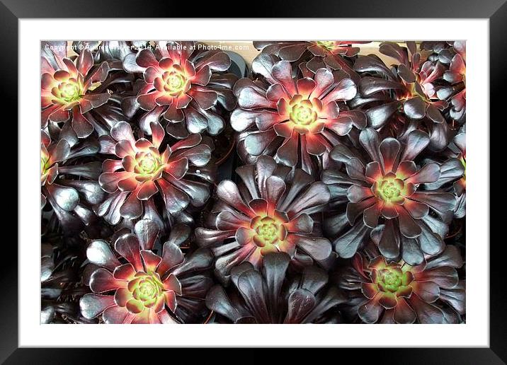 Aeonium Framed Mounted Print by Audrey Walker