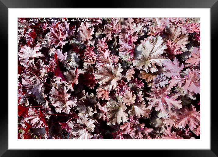 Heuchera Framed Mounted Print by Audrey Walker