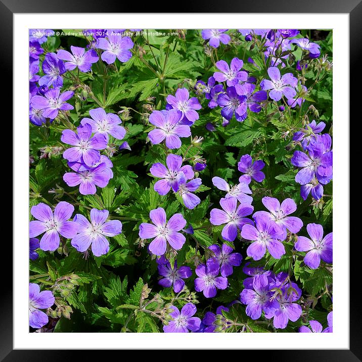 Hardy Geraniums Framed Mounted Print by Audrey Walker