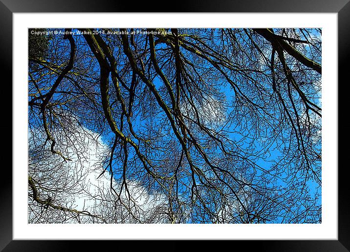 Blue Sky and Branches Framed Mounted Print by Audrey Walker