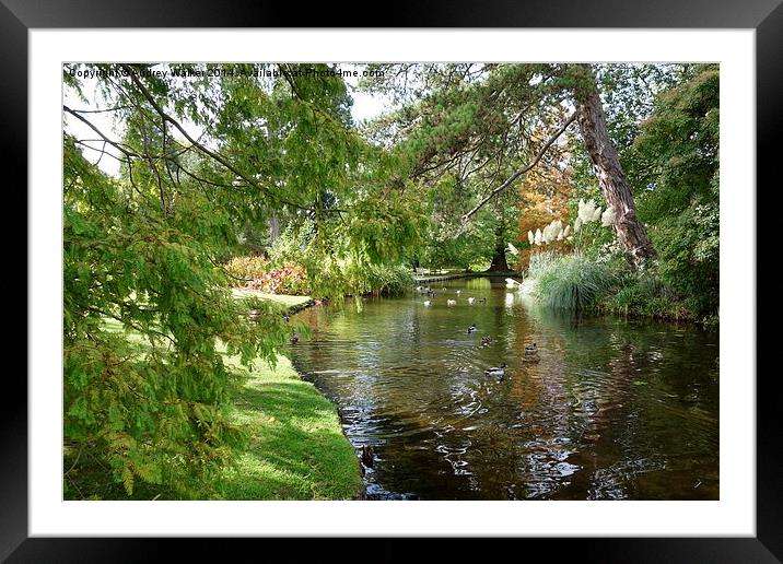  CAMBRIDGE BOTANIC GARDENS IN AUTUMN Framed Mounted Print by Audrey Walker