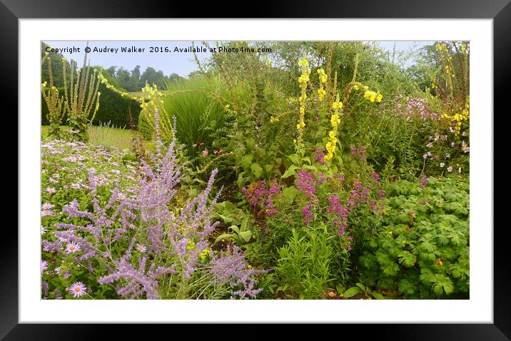 herbaceous border late Summer Framed Mounted Print by Audrey Walker