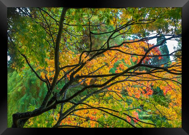 Autumn colours Framed Print by Audrey Walker