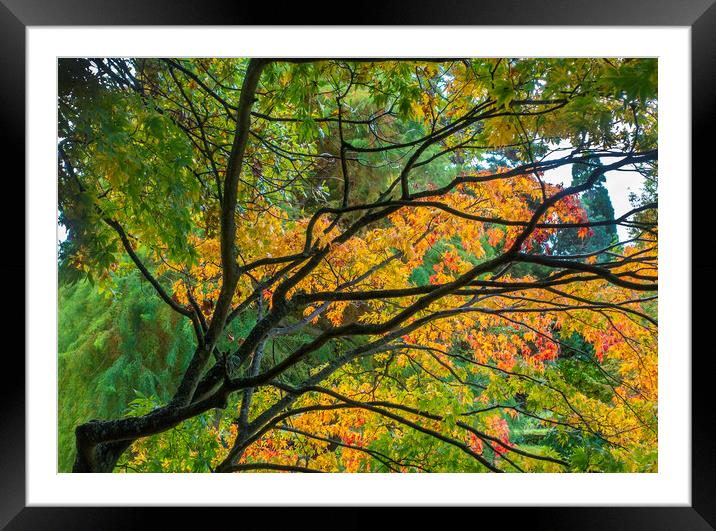 Autumn colours Framed Mounted Print by Audrey Walker