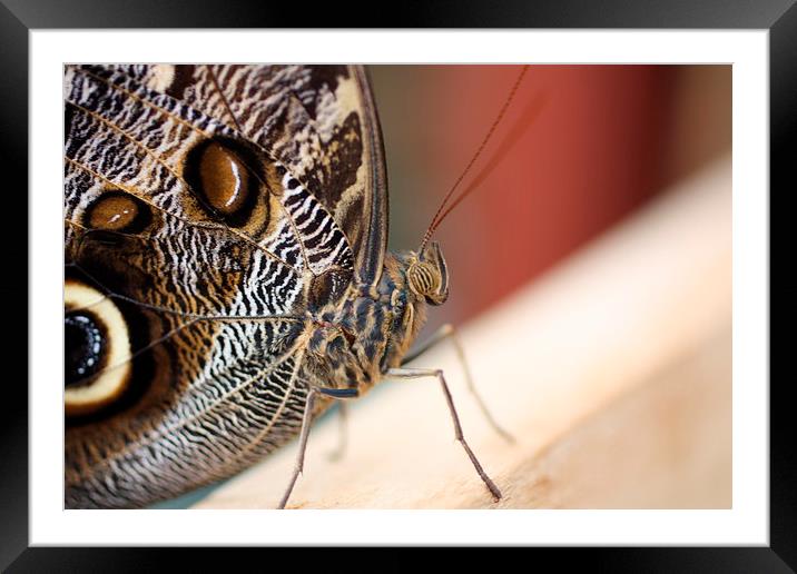 forrest giant owl butterfly Framed Mounted Print by Piet Peters
