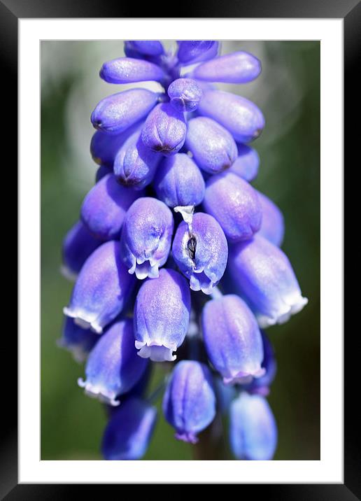 Grape hyacinths Framed Mounted Print by Piet Peters