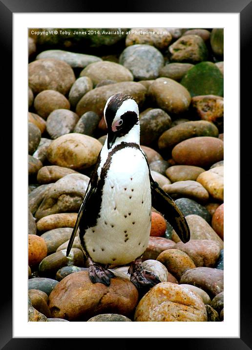 Humboldt Penguin Framed Mounted Print by Toby  Jones