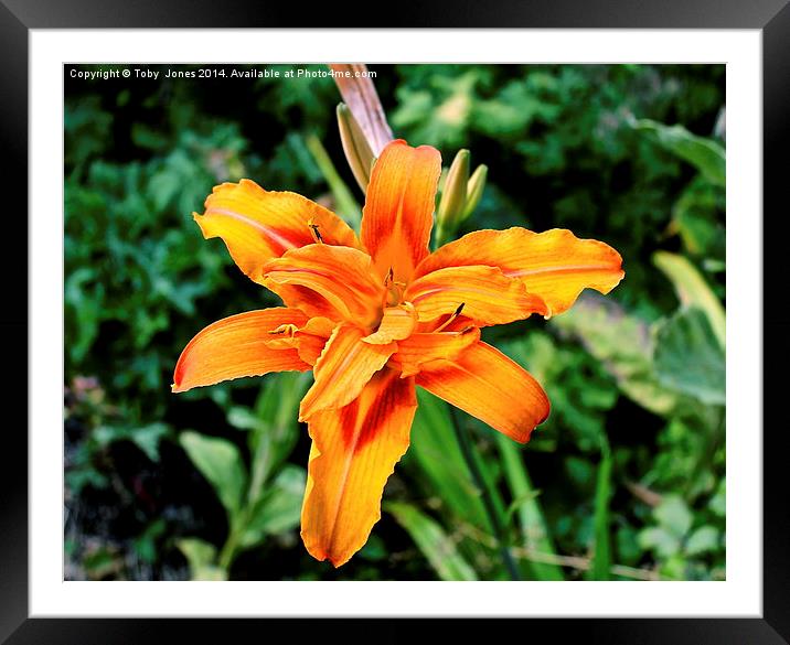 Orange Iris Flower Framed Mounted Print by Toby  Jones