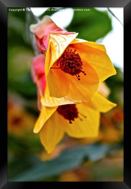 Kentish Belle Flower Framed Print by Toby  Jones