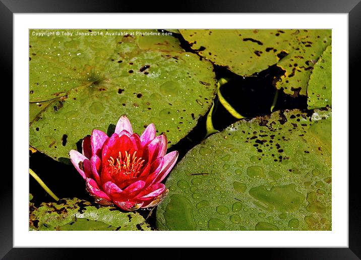 Pink Water Lilly Framed Mounted Print by Toby  Jones
