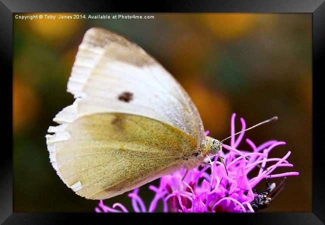 Large White Butterfly Framed Print by Toby  Jones