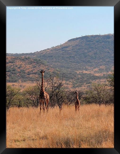Giraffe and Calf Framed Print by Toby  Jones