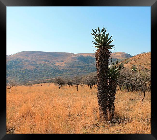 Aloe in an African Savannah Framed Print by Toby  Jones