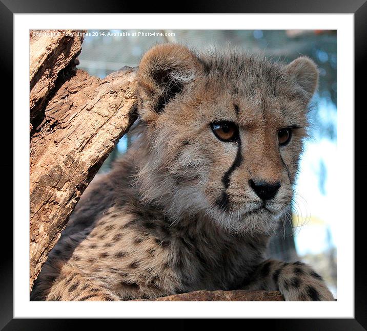 Cheetah Cub Framed Mounted Print by Toby  Jones