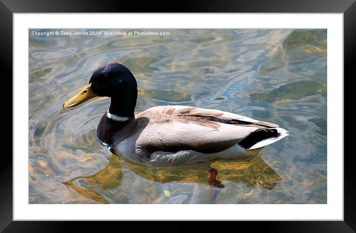 Mallard Duck Framed Mounted Print by Toby  Jones
