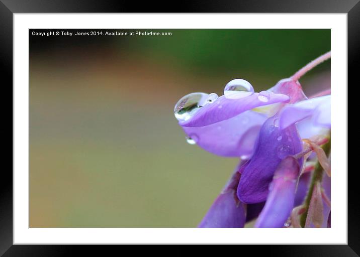 Water Droplets on Wistera Framed Mounted Print by Toby  Jones