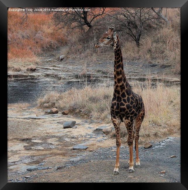 Male Giraffe Framed Print by Toby  Jones