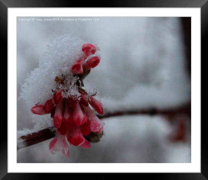 Snow Blossom Framed Mounted Print by Toby  Jones