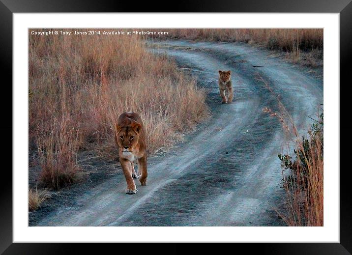 Lioness and Cub Framed Mounted Print by Toby  Jones