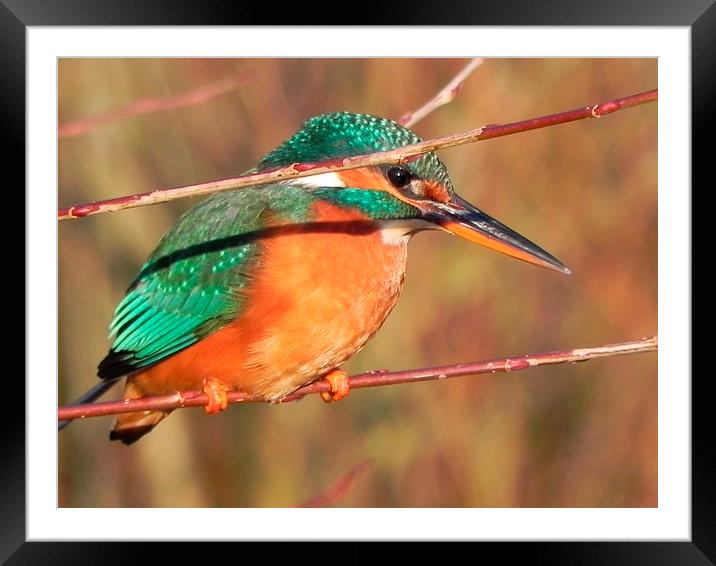 Kingfisher no.1 Framed Mounted Print by Paul coles
