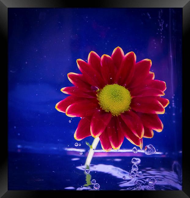 Water Flower Framed Print by Pete White