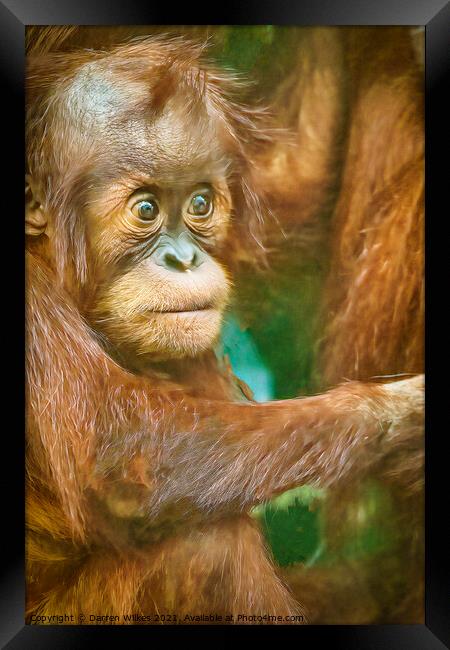 Orangutan Baby  Framed Print by Darren Wilkes