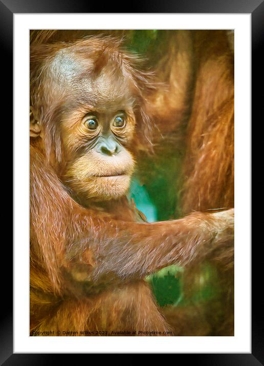 Orangutan Baby  Framed Mounted Print by Darren Wilkes