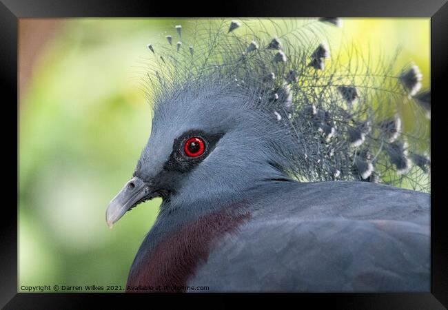  Crowned Pigeon Framed Print by Darren Wilkes