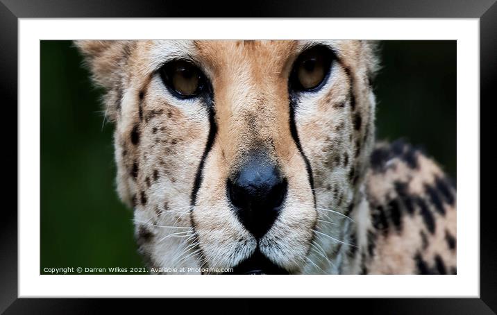 Cheetah Eyes Framed Mounted Print by Darren Wilkes