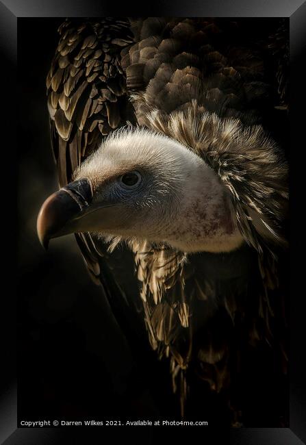 Eurasian Griffon Vulture  Framed Print by Darren Wilkes